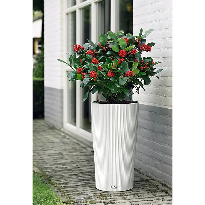 Lechuza Color Pflanzsäule rund Cilindro - Außenmaß (Ø x H): 32 x 56 cm, Kunststoff, Weiß - Nahaufnahme einer Lechuza Pflanzsäule mit einer Stechpalme, die rote Beeren trägt, vor einem hellen Gebäude.