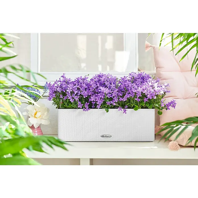 Lechuza Color Balkonkasten Cube Triple - Max. Außenlänge: 40 cm, Weiß - Nahaufnahme einer Lechuza Pflanzbox mit lila Glockenblumen auf einem Regal, dekoriert mit Pflanzen und einem Kissen im Hintergrund.