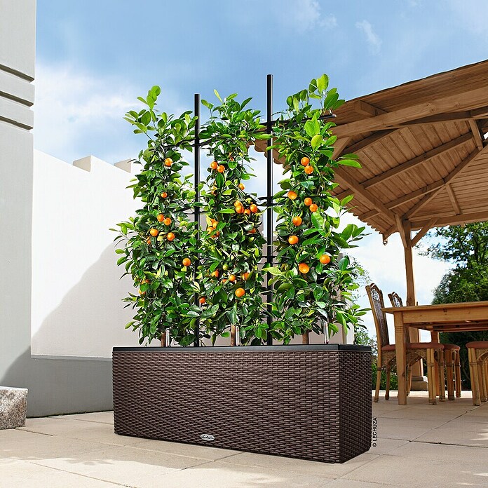 Lechuza Cottage Pflanzkasten Trio (100 x 32 x 34 cm, Kunststoff, Mokka)