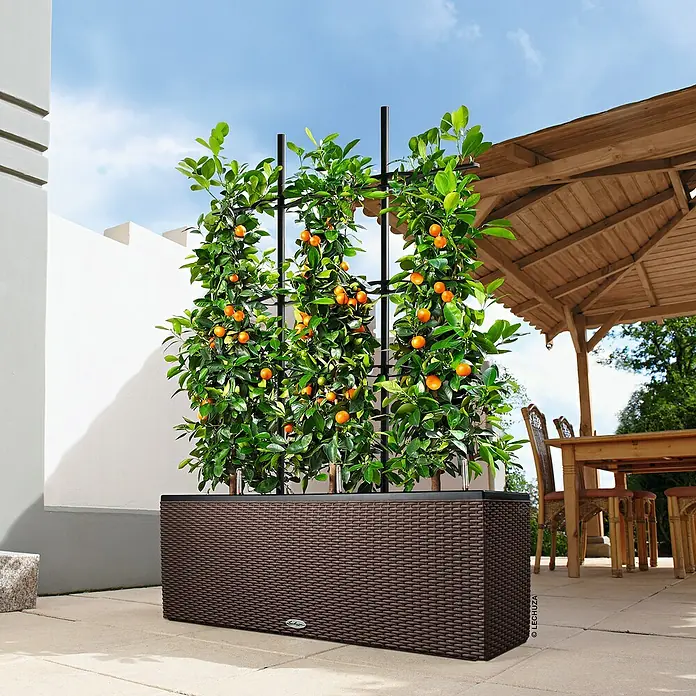 Lechuza Cottage Balkonkasten Trio - Außenmaß (L x B x H): 100 x 32,5 x 34,5 cm, Kunststoff, Mokka - Großer, brauner Pflanzkasten mit Spalier und üppigen Mandarinenbäumen auf einer sonnigen Terrasse.