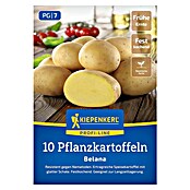 Kiepenkerl Pflanzkartoffeln Belana (Solanum tuberosum, 10 Stk., Erntezeit: August) | BAUHAUS
