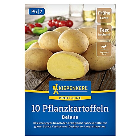 Kiepenkerl Pflanzkartoffeln Belana (Solanum tuberosum, 10 Stk., Erntezeit: August)