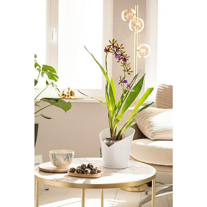 Lechuza Orchideentopf Orchidea All-In-One (L x B x H: 18,3 x 17,9 x 19,5 cm, Weiß)