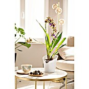 Lechuza Orchideentopf Orchidea All-In-One (L x B x H: 18,3 x 17,9 x 19,5 cm, Weiß)