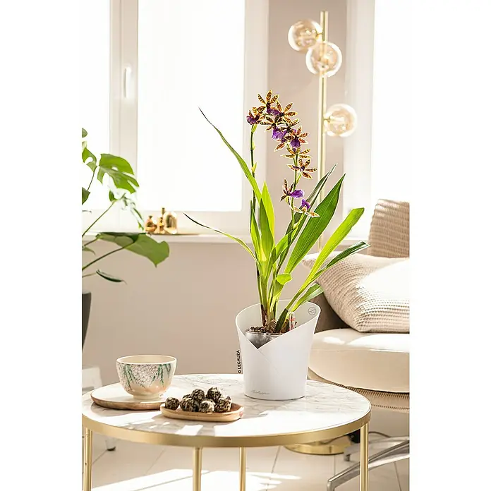 Lechuza Orchideentopf Orchidea All-In-One - Außenmaß (Ø x H): 18 x 20 cm, Weiß - Elegantes Interieur mit einer blühenden Lechuza-Orchidee als Blickfang auf einem runden Marmortisch, ergänzt durch eine Schale und Pralinen.