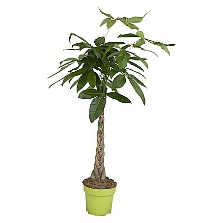 Piardino Glckskastanie - Pachira aquatica online kaufen bei BAUHAUS