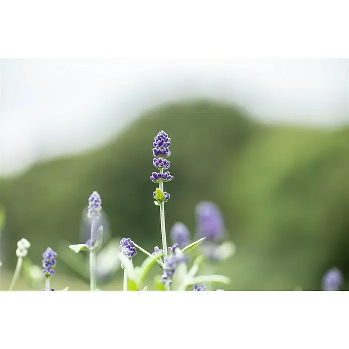 Piardino Lavendel Duo - Lavandula angustifolia, Topfvolumen: 1 l, Sortenabhängig - Nahaufnahme von Lavendelblüten in voller Blüte, die ihre zarte Schönheit und beruhigenden Duft in einem sanften, natürlichen Umfeld präsentieren.
