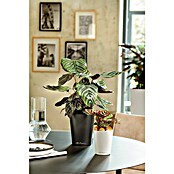 Lechuza Pflanztopf Mini-Deltini (Außenmaß (Ø x H): 10 x 13 cm, Kunststoff, Weiß) | BAUHAUS