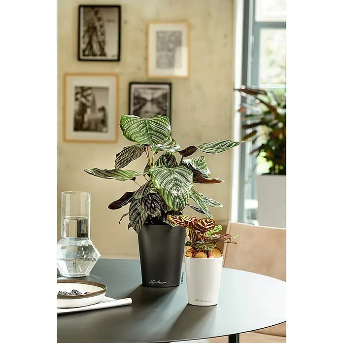 blumenkasten 18 cm breit Hochwertiger original italienischer Blumenkasten mit Olivenranke ca. 5  La  Casa