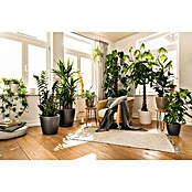 Lechuza Classico Pflanztopf Premium LS (Außenmaß (Ø x H): 28,5 x 26 cm, Kunststoff, Anthrazit Metallic) | BAUHAUS