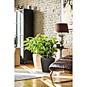 Lechuza Classico Pflanztopf Premium LS (Außenmaß (Ø x H): 36 x 32,5 cm, Kunststoff, Anthrazit Metallic) | BAUHAUS