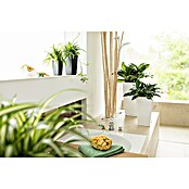 Lechuza Pflanzsäule eckig Cubico Premium (Außenmaß (L x B x H): 29,5 x 29,5 x 56,5 cm, Kunststoff, Weiß, Hochglänzend) | BAUHAUS