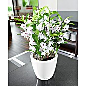 Lechuza Classico Pflanztopf Premium LS (Außenmaß (Ø x H): 22 x 20 cm, Kunststoff, Weiß Hochglanz) | BAUHAUS