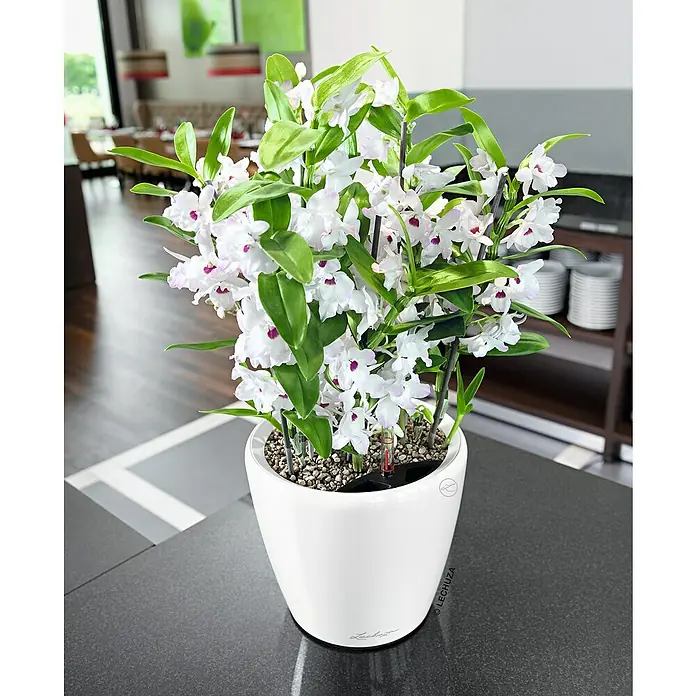 Lechuza Classico Pflanztopf Premium LS - Außenmaß (Ø x H): 22 x 20 cm, Kunststoff, Weiß Hochglanz - Nahaufnahme einer weißen Orchidee in einem eleganten weißen Lechuza-Pflanzgefäß, das die Schönheit und den Stil dieses Pflanzgefäßes hervorhebt.