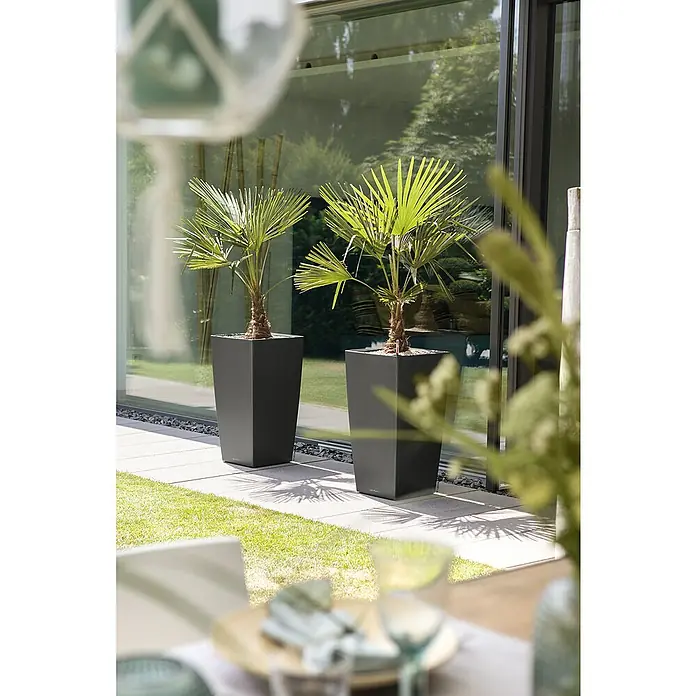 Lechuza Pflanzsäule eckig Cubico Premium - Außenmaß (L x B x H): 39,5 x 39,5 x 75,5 cm, Kunststoff, Anthrazit Metallic - Zwei schlanke, anthrazitfarbene Pflanzgefäße mit Fächerpalmen, die eine moderne Gartengestaltung ergänzen und für tropisches Flair sorgen.