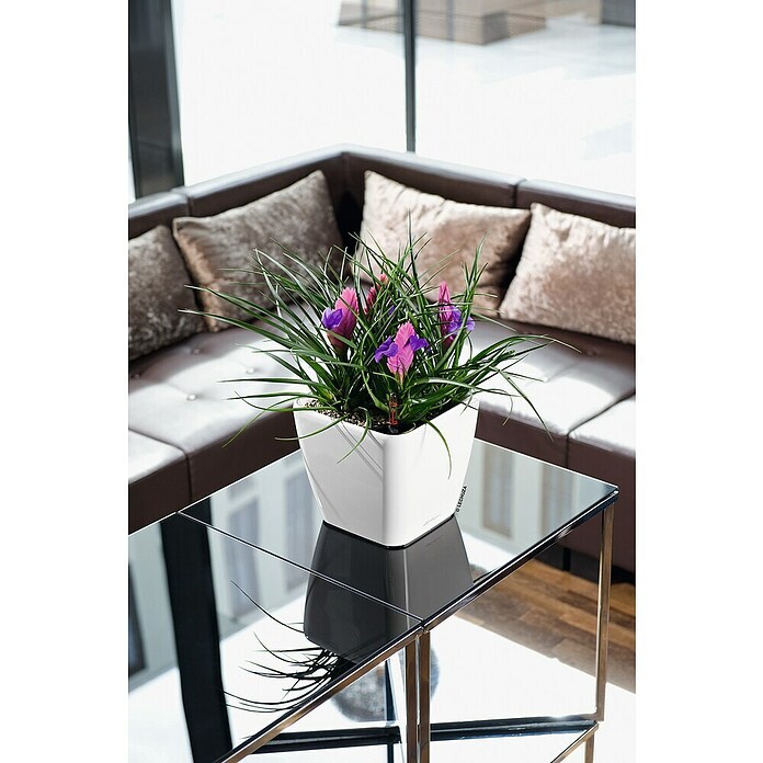 Lechuza Pflanzkasten Quadro Premium (Außenmaß (L x B x H): 22,5 x 22,5 x 20,5 cm, Kunststoff, Weiß) | BAUHAUS