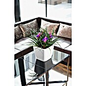 Lechuza Pflanzkasten Quadro Premium (Außenmaß (L x B x H): 22,5 x 22,5 x 20,5 cm, Kunststoff, Weiß) | BAUHAUS