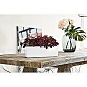 Lechuza Kräuterkasten Cube Glossy Triple (Außenmaß (L x B x H): 40 x 14 x 13,5 cm, Kunststoff, Weiß, Hochglänzend) | BAUHAUS