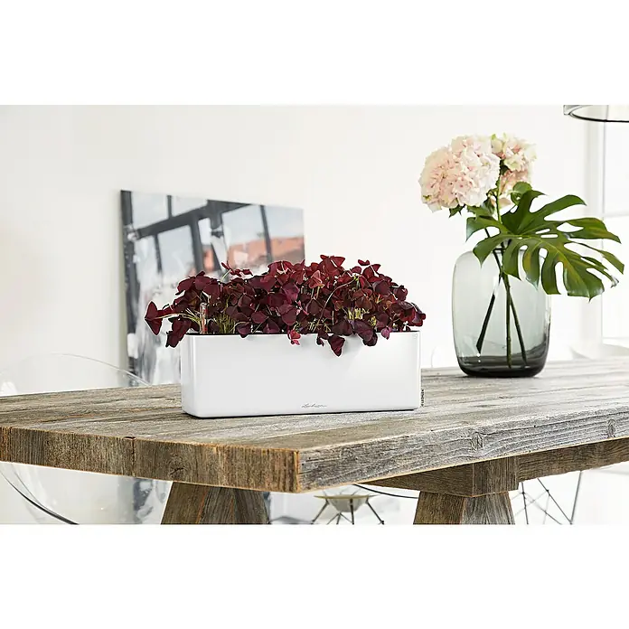 Lechuza Kräuterkasten Cube Glossy Triple - Außenmaß (L x B x H): 40 x 14 x 13,5 cm, Kunststoff, Weiß, Hochglänzend - Der Lechuza Classico Color 35 Tischgefäß mit einem schönen roten Klee und einer grauen Blumenvase mit Blumen auf einem rustikalen Holztisch.