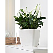 Lechuza Pflanzkasten Quadro Premium (Außenmaß (L x B x H): 28 x 28 x 26 cm, Kunststoff, Weiß) | BAUHAUS