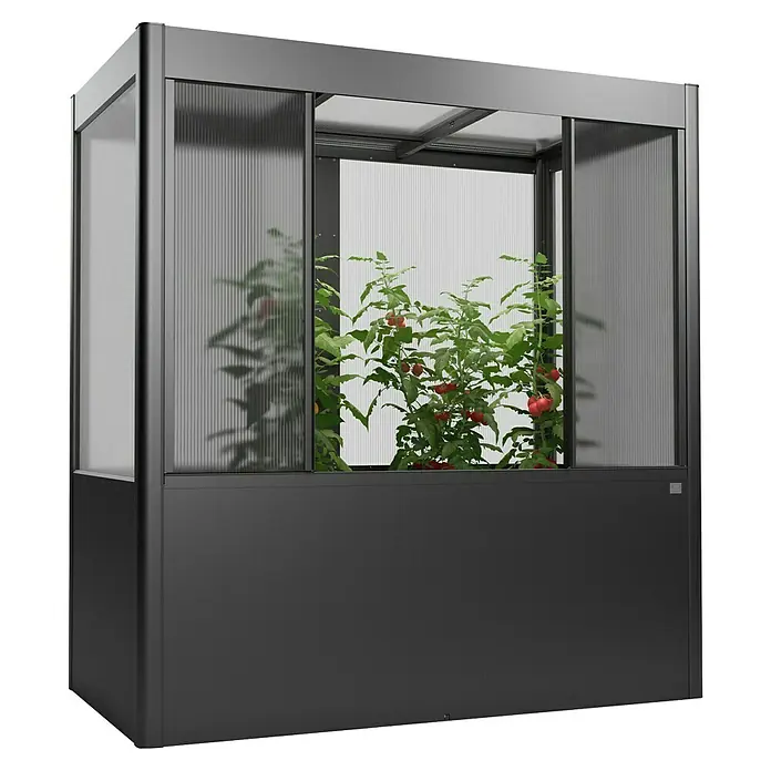 Biohort Florentina Hochbeet-Abdeckung Florentina - L x B x H: 54,8 x 201,6 x 136,4 mm, Quarzgrau Metallic - Aufnahme eines modernen Gewächshauses mit reifen Tomatenpflanzen.