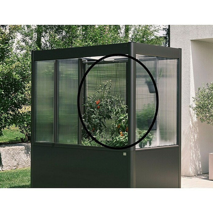 Biohort Florentina Rankhilfe (Passend für: Biohort Florentina Gewächshaus, 150,8 x 150,8 cm) | BAUHAUS
