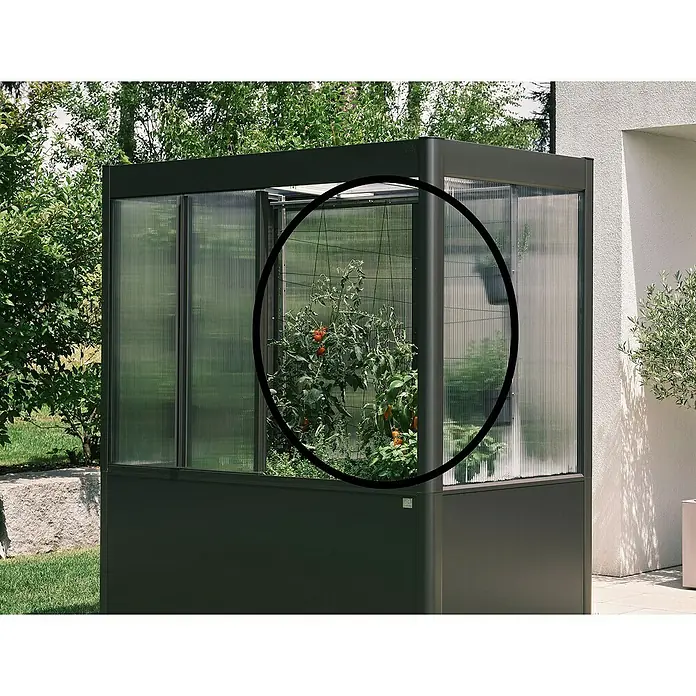 Biohort Florentina Rankhilfe - Passend für: Biohort Florentina Gewächshaus, 150,8 x 150,8 cm - Nahaufnahme eines Hochbeets mit Tomatenpflanzen in einem Gewächshaus, umgeben von üppigem Grün und einer hellen Gebäudewand.