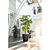 Lechuza Classico Pflanztopf (Außenmaß (Ø x H): 70 x 64,5 cm, Kunststoff, Anthrazit Metallic) | BAUHAUS