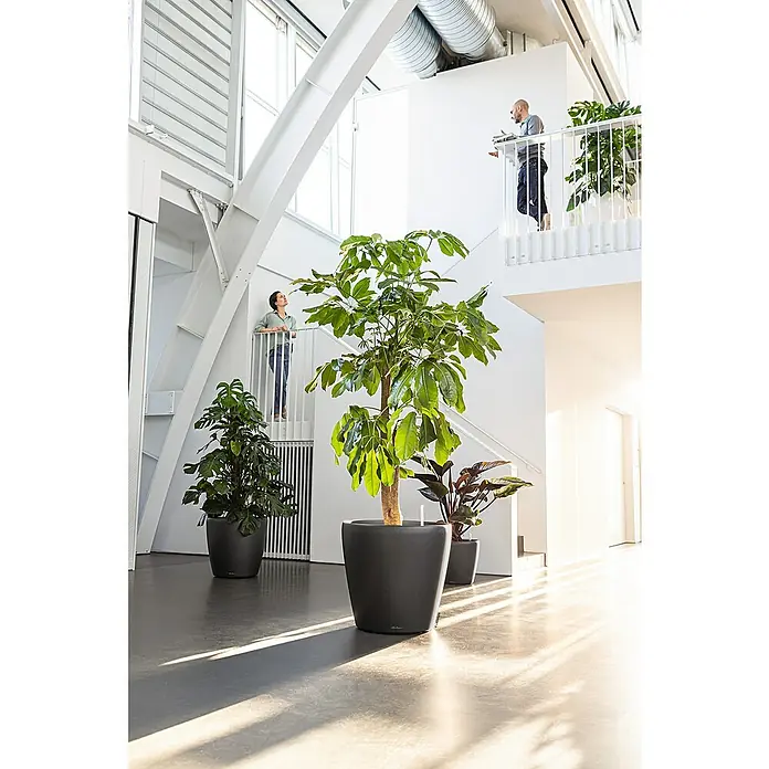 Lechuza Classico Pflanztopf Premium LS - Außenmaß (Ø x H): 43,5 x 39,5 cm, Kunststoff, Anthrazit Metallic - Drei stilvolle Pflanzgefäße von LECHUZA mit üppigen Grünpflanzen in einem modernen, hellen Bürogebäude. Blickfang für jeden Raum.