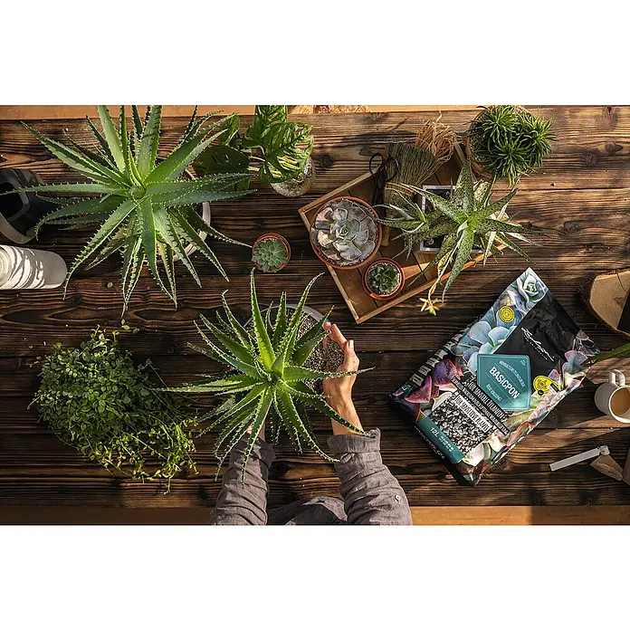 Lechuza Pflanzgranulat Basicpon - 12 l - Person bepflanzt Aloe Vera mit Basicpon-Substrat auf einem Holztisch, umgeben von anderen Pflanzen und Utensilien.