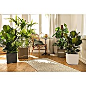 Lechuza Cube Pflanzkübel eckig Cube Premium (Außenmaß (L x B x H): 39 x 39 x 40 cm, Kunststoff, Weiß) | BAUHAUS