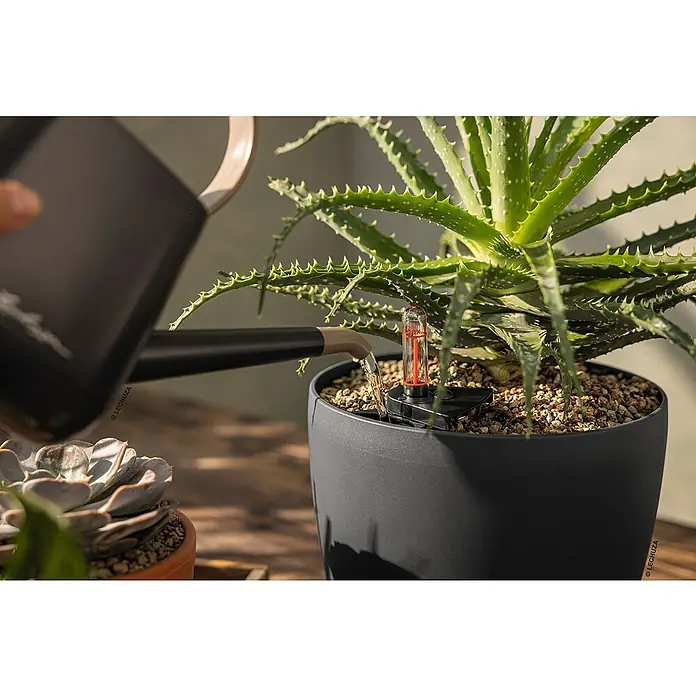 Lechuza Gießkanne Yula - Grau/Taupe, 1,7 l - Aloe-Pflanze wird mit einer Lechuza Bewässerungskanne gegossen, daneben eine Sukkulente. Der Lechuza Stick Tech Sensor misst die Feuchtigkeit.