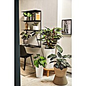 Lechuza Pflanzsäule rund Rondo Premium (Außenmaß (Ø x H): 32,5 x 56,5 cm, Kunststoff, Weiß) | BAUHAUS