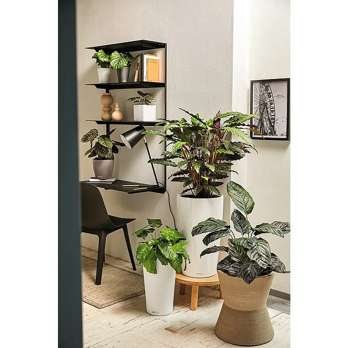 Lechuza Pflanzsäule rund Rondo Premium - Außenmaß (Ø x H): 32,5 x 56,5 cm, Kunststoff, Weiß Glänzend - Zimmer mit Pflanzen in verschiedenen Töpfen und einem Regal mit Dekorationen.