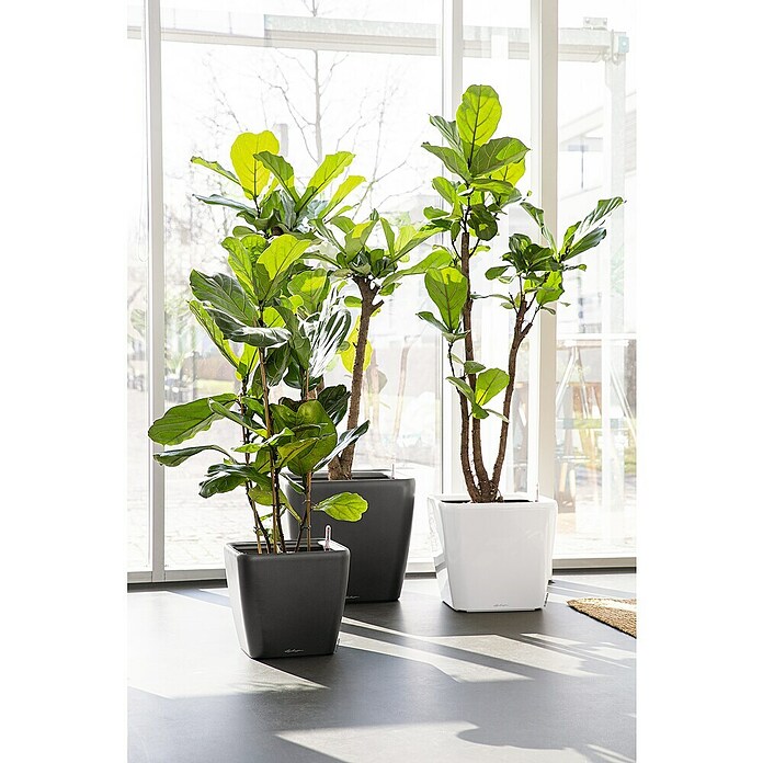 Lechuza Pflanzkasten Quadro Premium (Außenmaß (L x B x H): 35,5 x 35,5 x 32,5 cm, Kunststoff, Weiß) | BAUHAUS