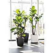 Lechuza Pflanzkasten Quadro Premium (Außenmaß (L x B x H): 35,5 x 35,5 x 32,5 cm, Kunststoff, Weiß) | BAUHAUS