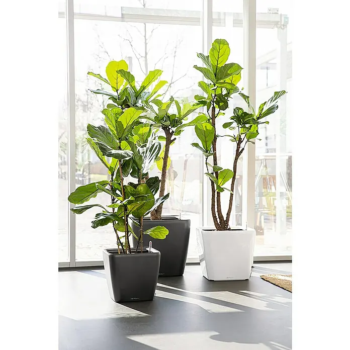 Lechuza Pflanzkasten Quadro Premium - Außenmaß (L x B x H): 35,5 x 35,5 x 32,5 cm, Kunststoff, Weiß - Drei Ficus lyrata Pflanzen in stilvollen, quadratischen Übertöpfen in Schwarz und Weiß, die eine moderne Inneneinrichtung ergänzen.