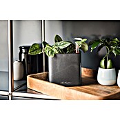 Lechuza Kräuterkasten Cube Glossy (Außenmaß (L x B x H): 14 x 14 x 13,5 cm, Kunststoff, Grau, Glänzend) | BAUHAUS