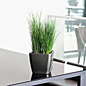 Lechuza Pflanzkasten Quadro Premium (Außenmaß (L x B x H): 22,5 x 22,5 x 20,5 cm, Kunststoff, Grau) | BAUHAUS