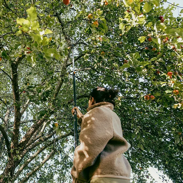 Fiskars OneClick Teleskopstab - 219,6 cm - 400 cm, Aluminium - Eine Frau erntet mit einem Erntegerät Äpfel von einem Apfelbaum. Das Gerät ermöglicht es, die Früchte vom Boden aus zu pflücken.