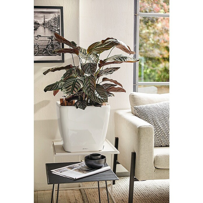 Lechuza Pflanzkasten Quadro Premium (Außenmaß (L x B x H): 43 x 43 x 39 cm, Kunststoff, Weiß) | BAUHAUS