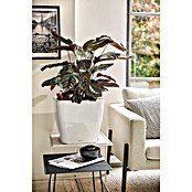 Lechuza Pflanzkasten Quadro Premium (Außenmaß (L x B x H): 43 x 43 x 39 cm, Kunststoff, Weiß) | BAUHAUS