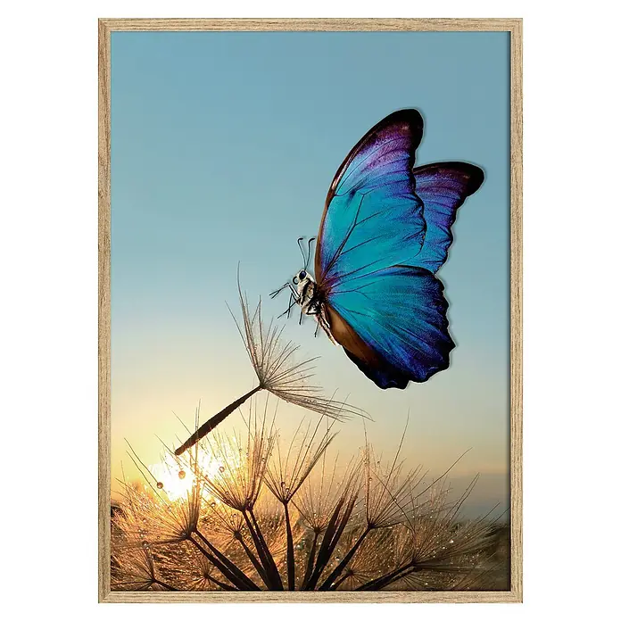 Cuadro de vidrio 3D Mariposa - Bailarina, An x Al: 50 x 70 cm, 1 pzs. - Imagen enmarcada de una mariposa Morpho azul sobre un diente de león al amanecer. Bonita decoración para tu hogar.