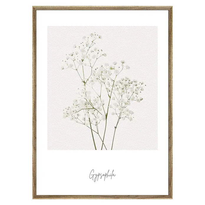 Cuadro Botánico Flor Gypsophila - Botánico Flor Gypsophila, An x Al: 30 x 40 cm, 1 pzs. - Imagen enmarcada con delicadas flores de Gypsophila. El diseño elegante agrega un ambiente natural y relajante a cualquier espacio.