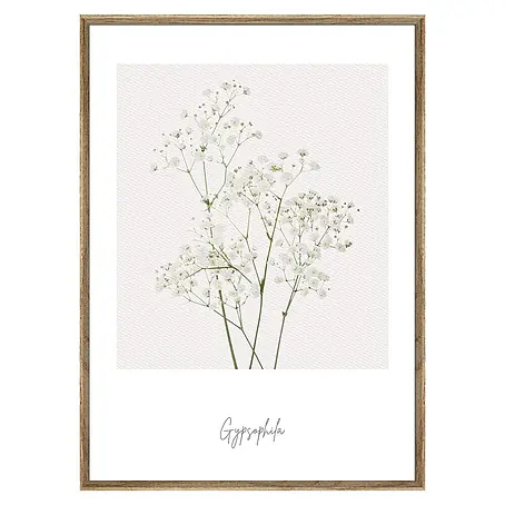 Cuadro Botánico Flor Gypsophila