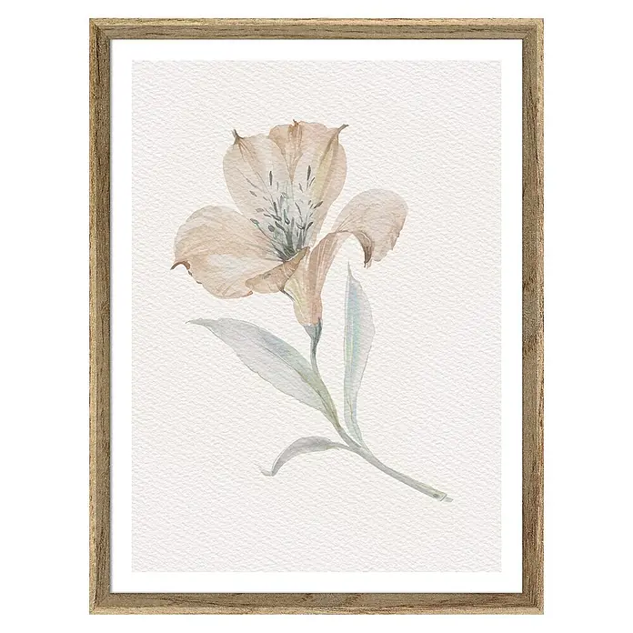 Cuadro Botánico Flor izquierda - Botánico Flor, An x Al: 30 x 40 cm, 1 pzs. - Pintura de acuarela de un delicado lirio beige en un marco de madera. Los colores suaves y los detalles dan a la imagen una estética tranquila y natural.