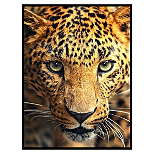 Cuadro de vidrio Leopardo (Leopardo, An x Al: 30 x 40 cm, 1 pzs.)