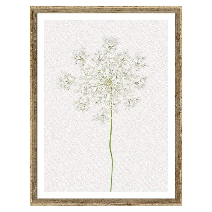Cuadro Botánico Diente de león - Botánico Diente de león, An x Al: 30 x 40 cm, 1 pzs. - Impresión artística enmarcada de una delicada flor blanca con detalles intrincados sobre un fondo texturizado, una pieza decorativa elegante.