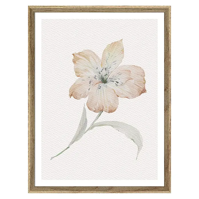 Cuadro Botánico Flor derecha - Botánico Flor, An x Al: 30 x 40 cm, 1 pzs. - Pintura de acuarela de una delicada flor de Alstroemeria color melocotón con detalles verdes, enmarcada en un rústico marco de madera.