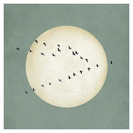 Cuadro Textura Aves Luna